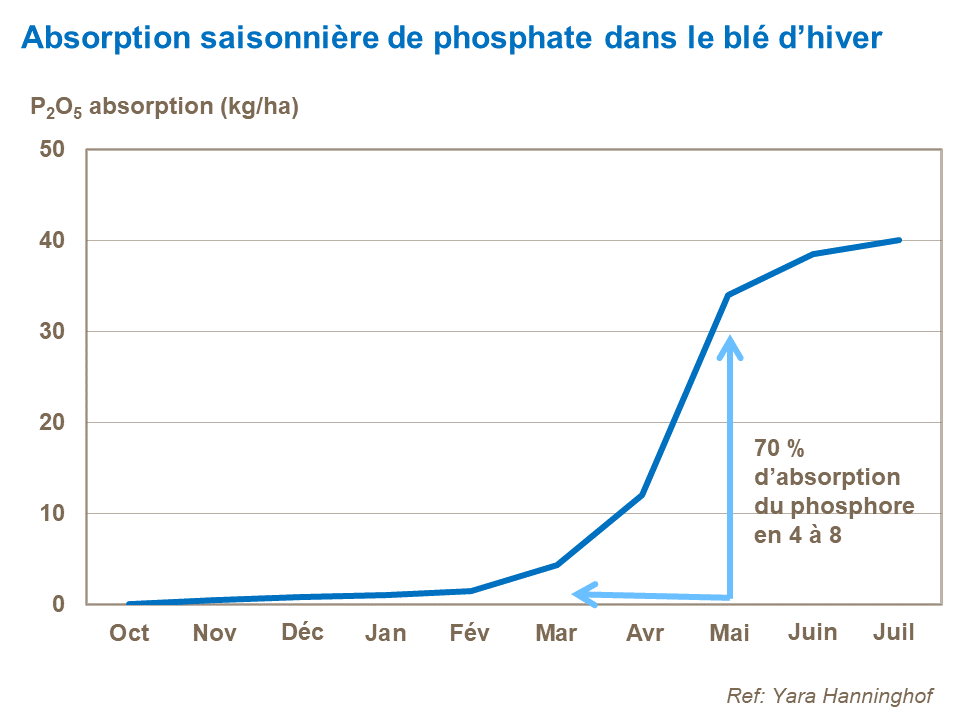 FR - seasonal P uptake in wheat.png