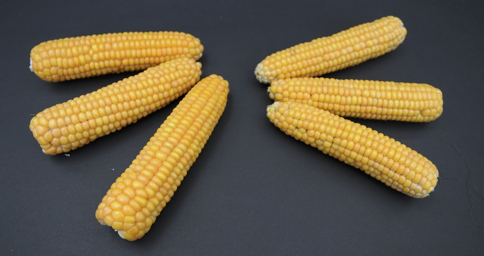 corn cob defects website pic.jpg