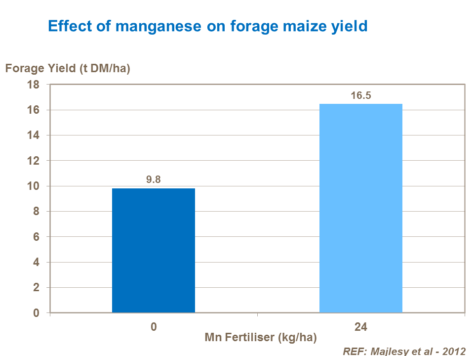 Effect of manganese on forage maize yield