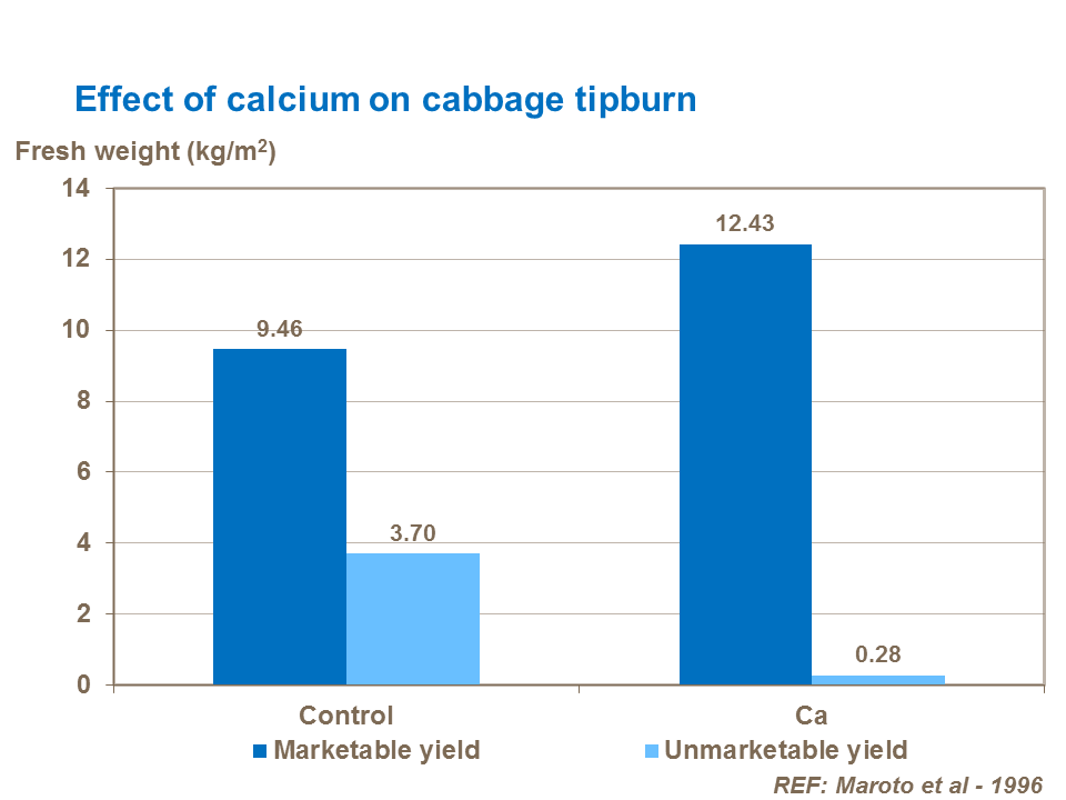 Effect of calcium on cabbage marketable yield