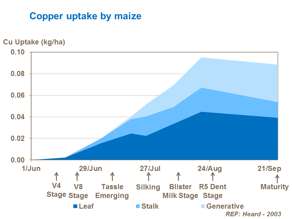 Copper uptake in maize by growth stage