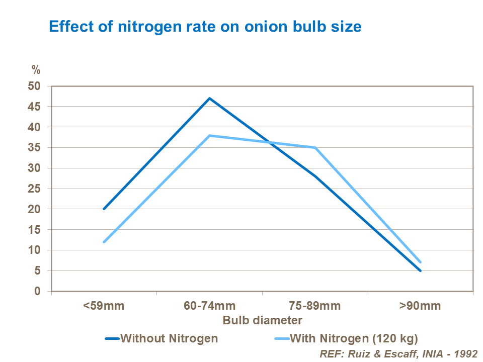 Effect of nitrogen rate on onion bulb size